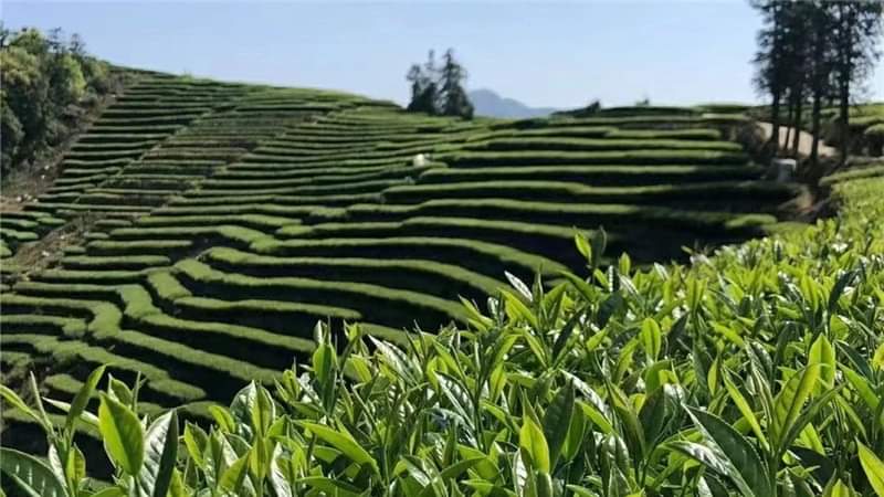 WhatsApp Image 2025-05-21 at 9.19.23 AM.jpeg